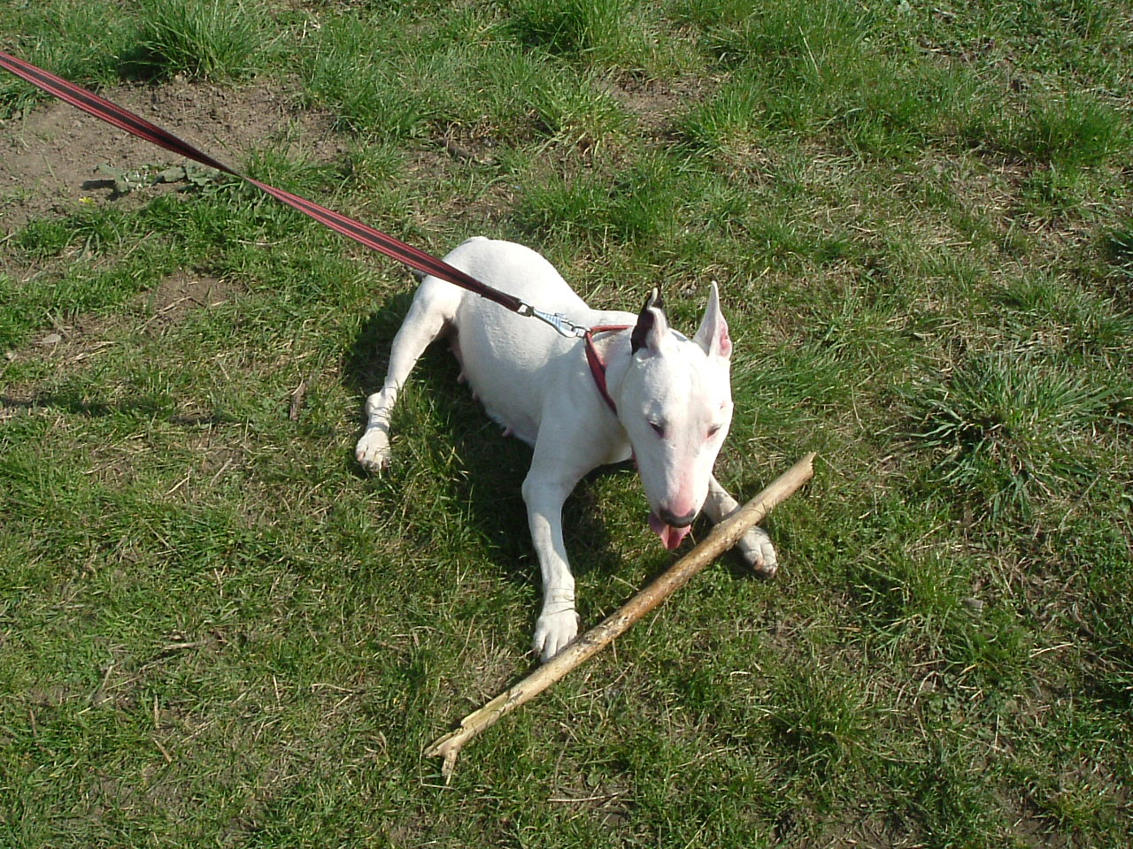 Troja.JPG